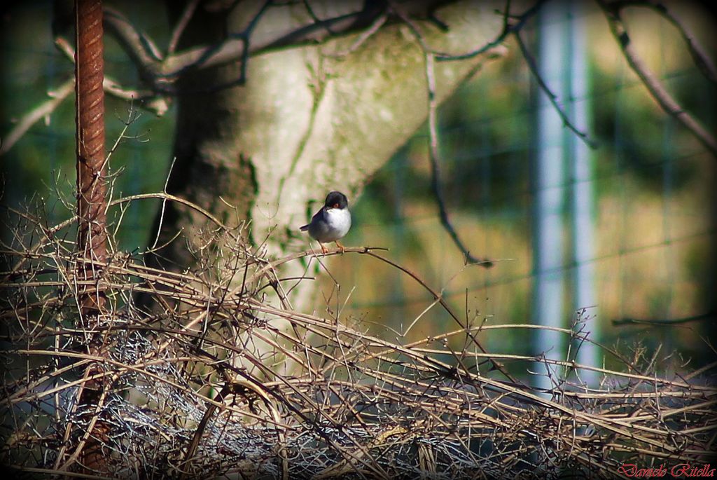 Maschio di Occhiocotto (Sylvia melanocephala)?
